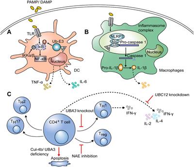 Association Between Neddylation and Immune Response